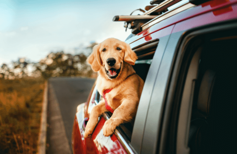 Dog in a car, representing how to keep pet hair out of your car